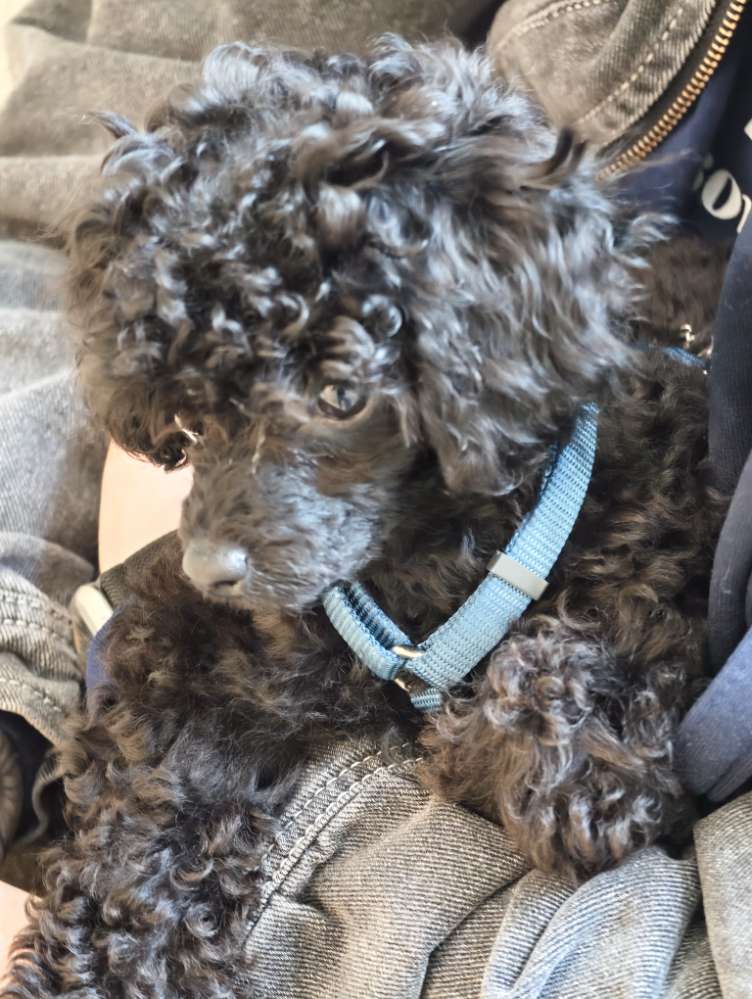 Hundetreffen-Suchen netten Spielgefährten für Kuma-Profilbild