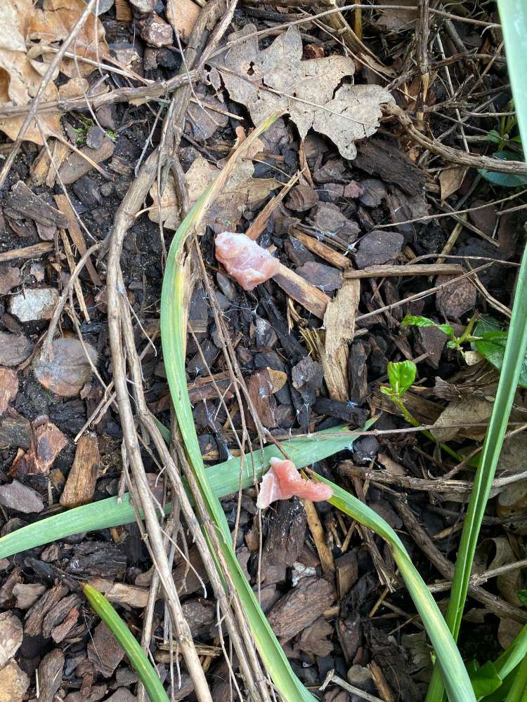 Giftköder-Rohes Fleisch im Vorgarten. Tote Ameisen-Profilbild