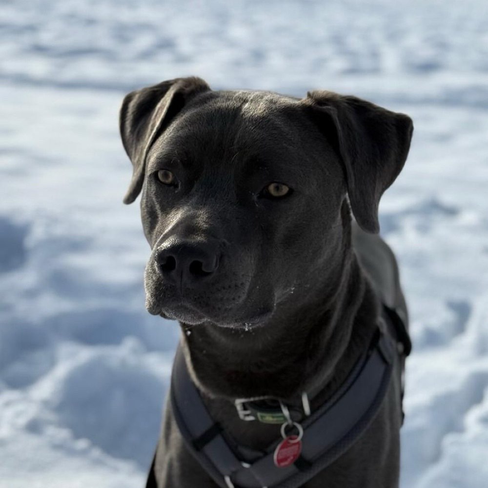 Hundetreffen-Social Walk / Spazieren / Spielen / Trainieren-Profilbild