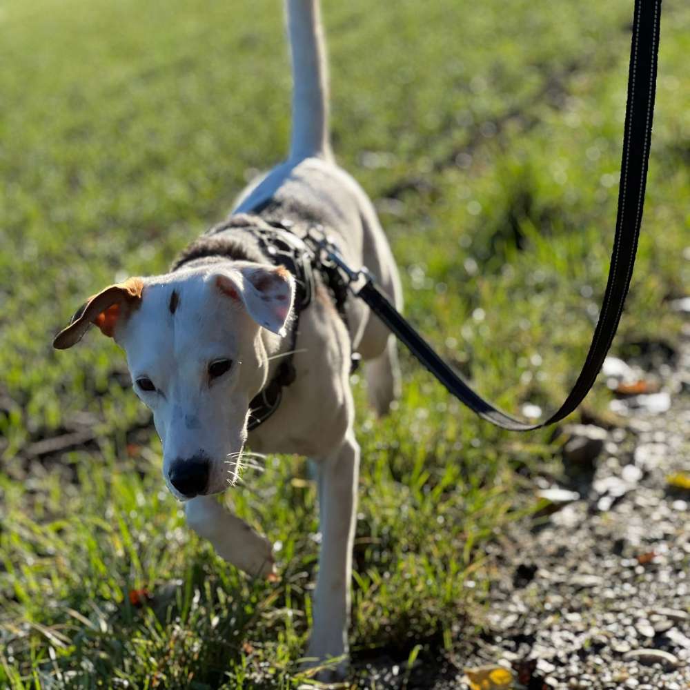 Hundetreffen-Treffen um gemeinsam Spazieren zu gehen-Profilbild