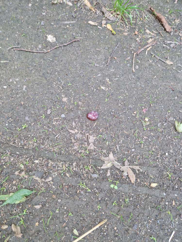 Giftköder-Wurststücke am Wegrand!-Profilbild