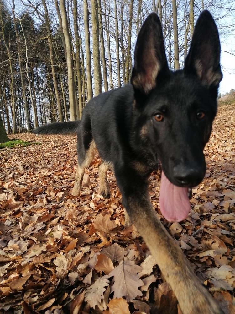 Hundetreffen-Spielrunde-Profilbild