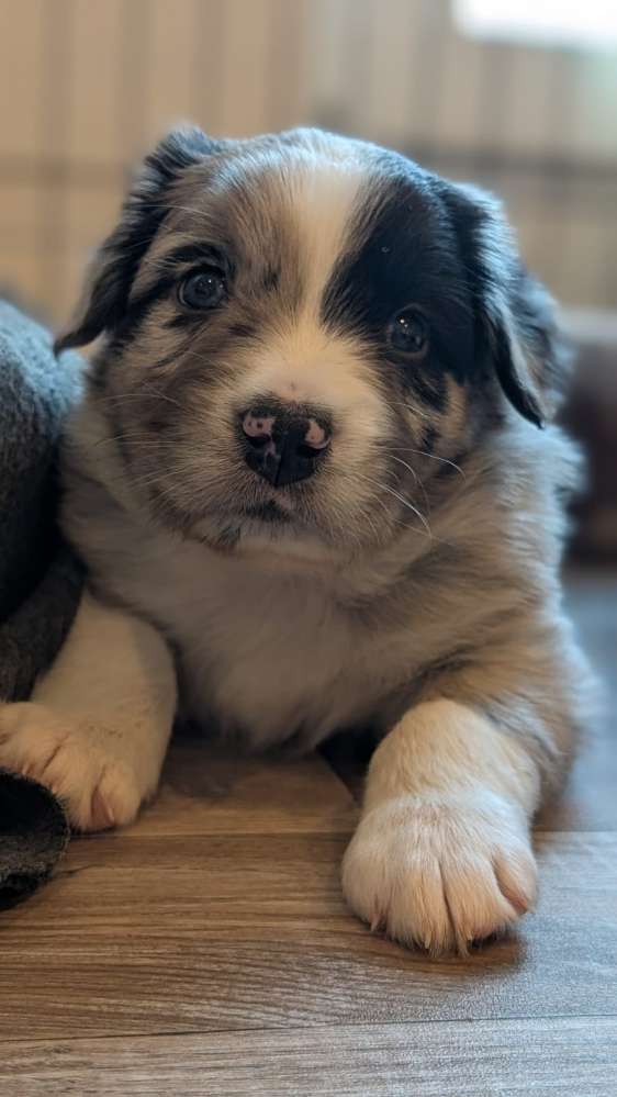 Hundetreffen-Welpentreffen-Profilbild