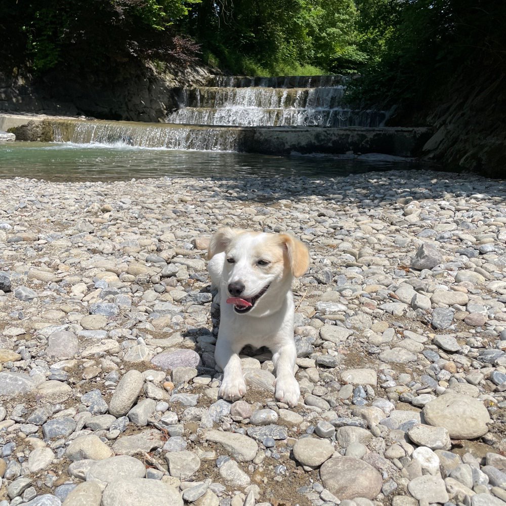 Hundetreffen-Spaziergang Umgebung March-Profilbild