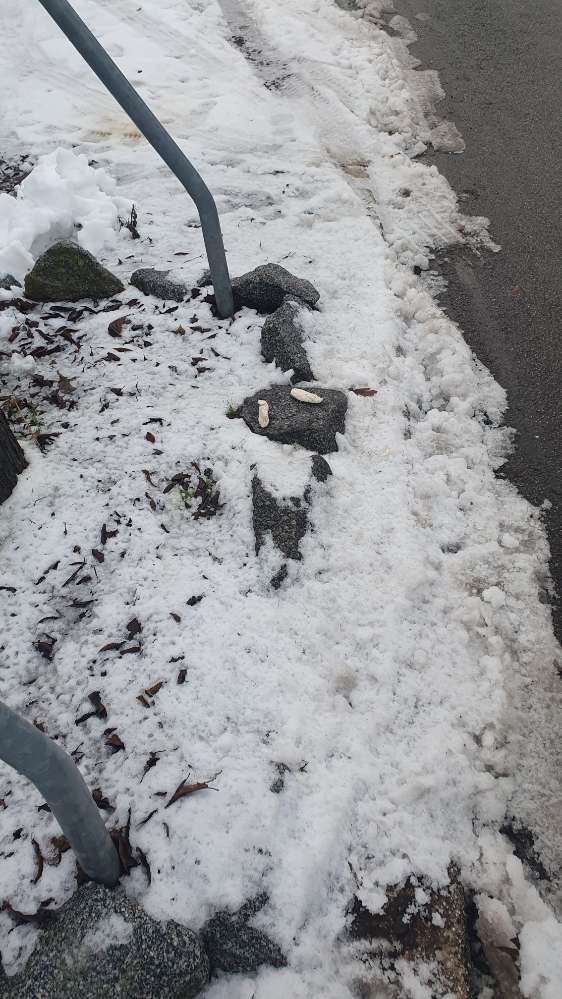 Giftköder-Gekochtes Huhn neben Baum-Profilbild