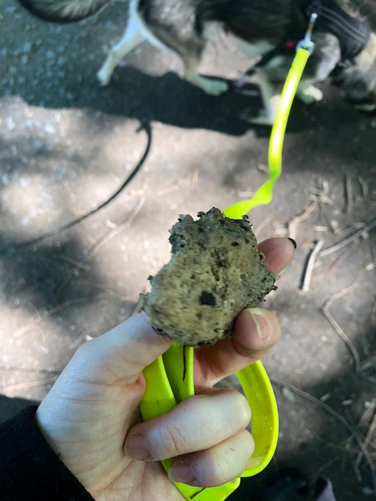 Giftköder-Frikadellenartiger Ball / Lohsepark Köln-Profilbild