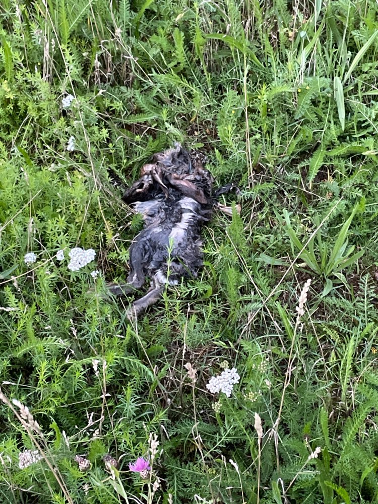 Giftköder-Totes Kaninchen-Profilbild