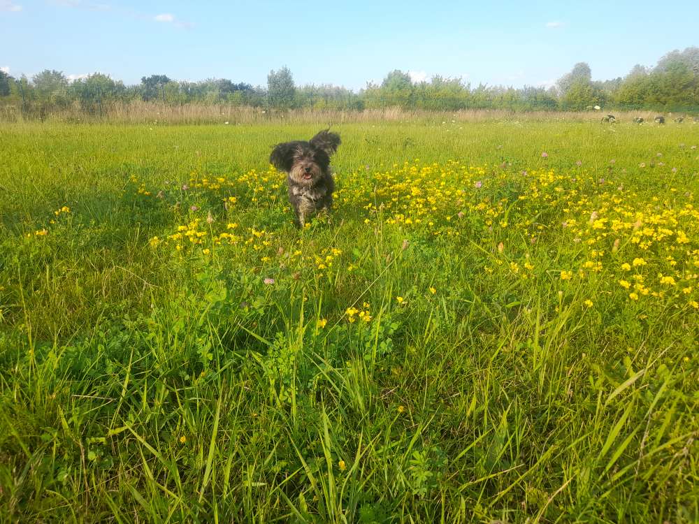 Hundetreffen-Kleiner Hund sucht Kumpels-Profilbild