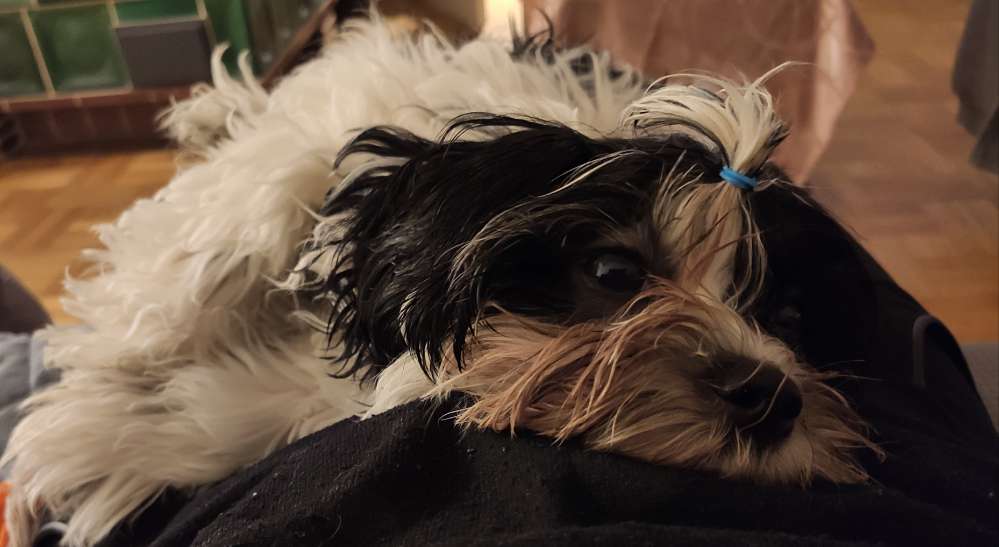 Hundetreffen-Gemeinsame Spaziergänge/ Spielen/ Toben zur Sozialisierung-Profilbild