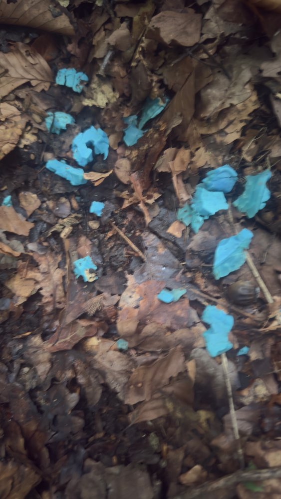 Giftköder-Giftköder-Profilbild