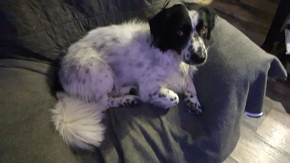 Hundetreffen-Ausgleichsrunde-Profilbild