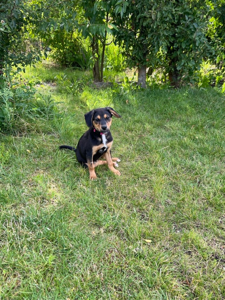 Hundetreffen-Welpentreffen-Profilbild