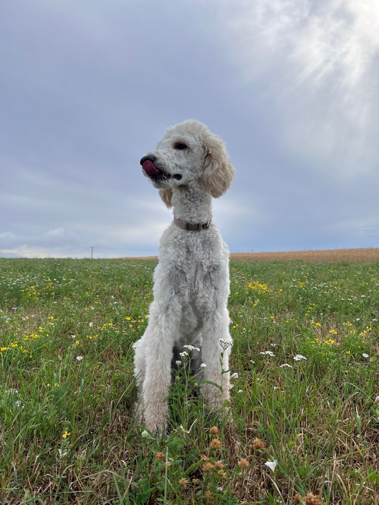 Hundetreffen-Spazieren gehen / Spielen-Profilbild