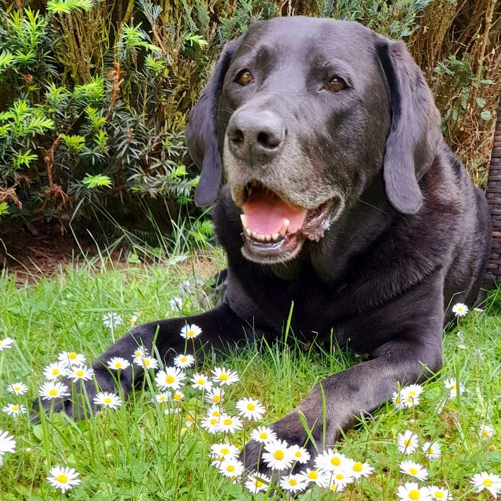 Hundetreffen-Neue Hunde 🐕 runden-Profilbild