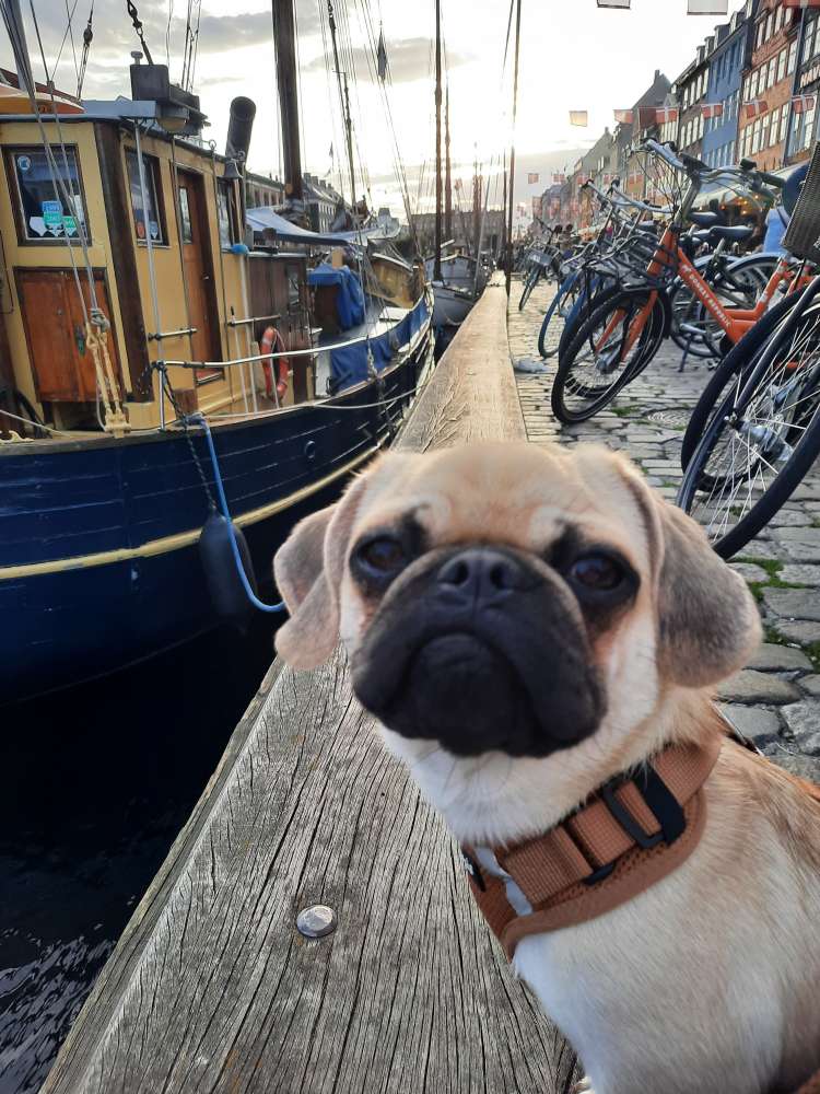 Hundetreffen-Spiel- & Gassifreunde-Profilbild