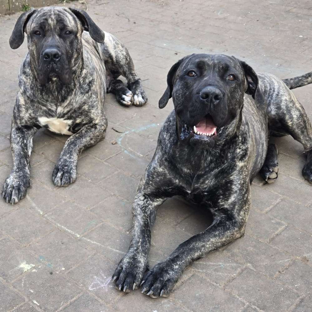 Hundetreffen-Gemeinsame Spiel -Training - spaziergänge-Profilbild
