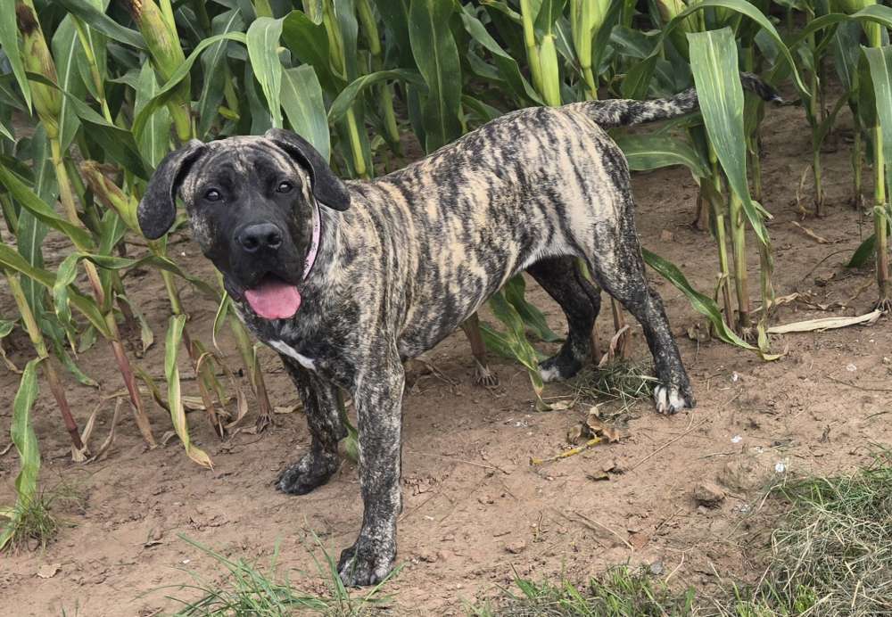Hundetreffen-Boerboel Hündin 6 mon Yvi sucht Spielkameraden-Profilbild