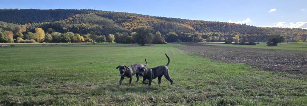 Hundetreffen-Gemeinsame Spiel -Training - spaziergänge-Profilbild