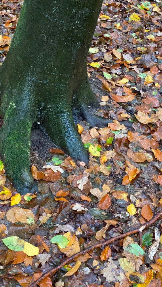 Giftköder-Trockenfutterstücke gefunden-Profilbild