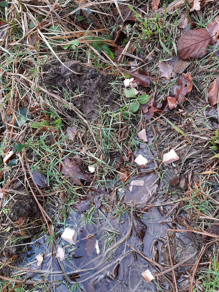 Giftköder-Giftköder-Profilbild