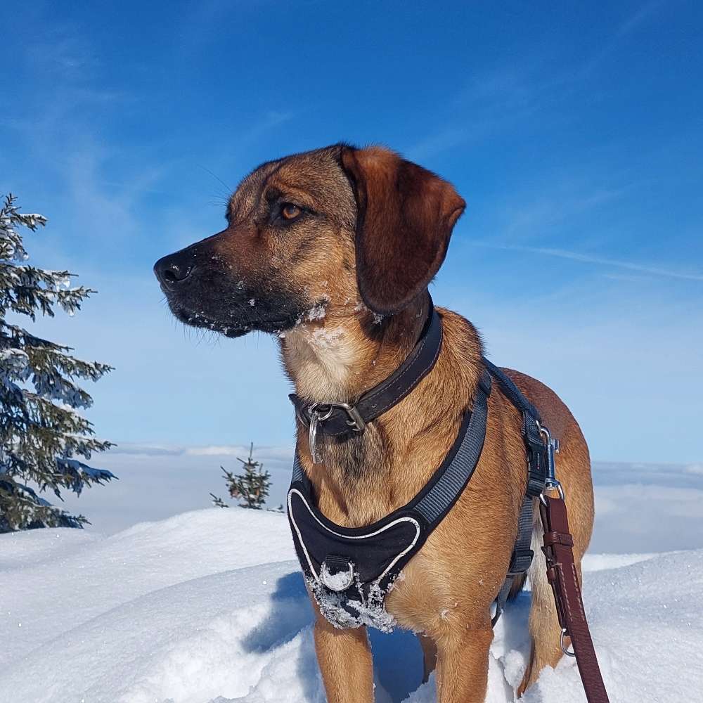 Hundetreffen-Gemeinsam Gassi gehen ❤️🐕-Profilbild