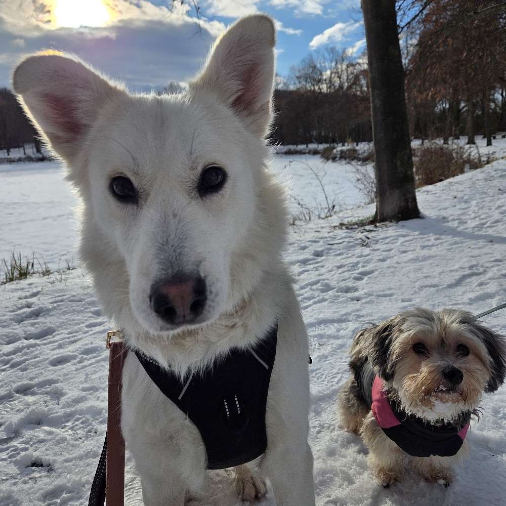 Hundetreffen-Spielpartner/in gesucht-Profilbild