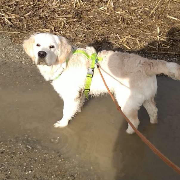 Hundetreffen-Junghund sucht Freunde-Profilbild