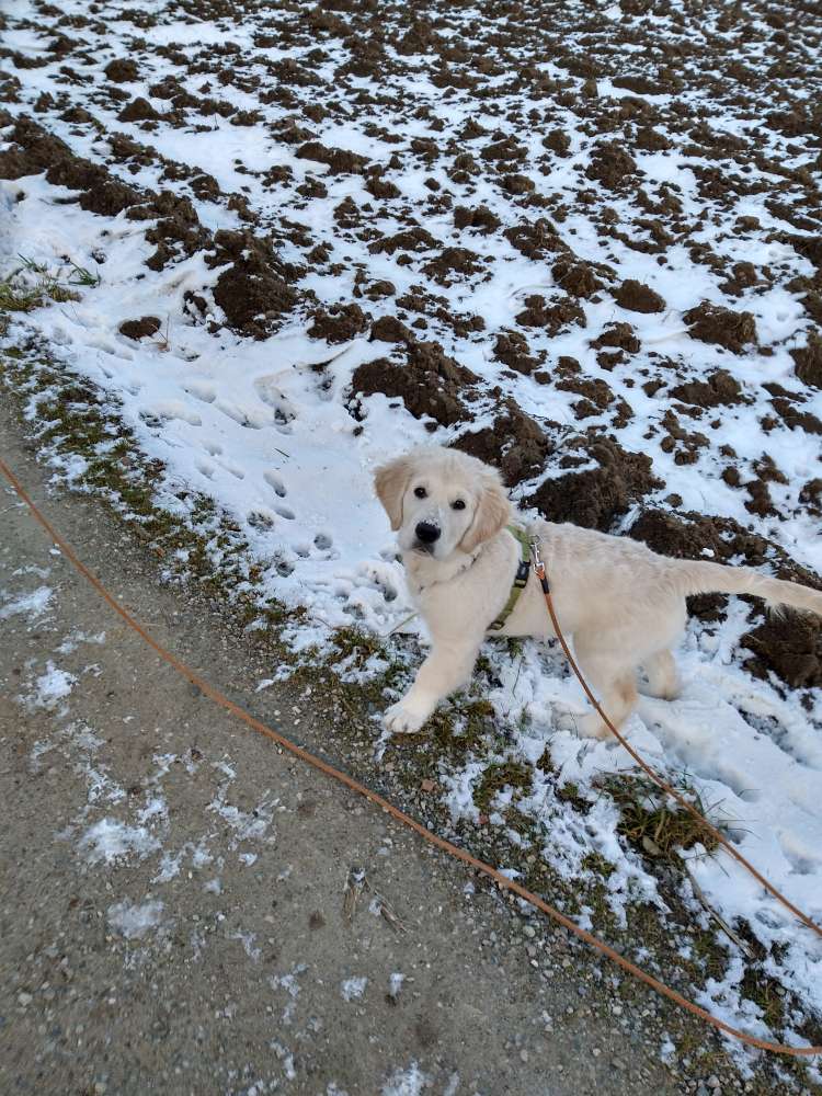 Hundetreffen-Welpe/Junghund sucht Freunde-Profilbild