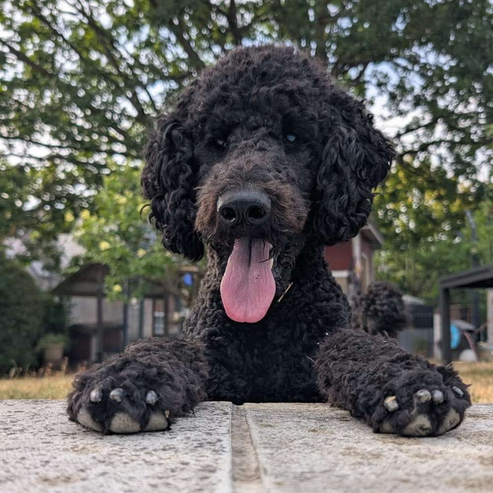 Hundetreffen-Trainingspartner für Hundeführerschein gesucht-Profilbild