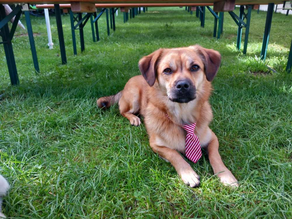 Hundetreffen-Trainingsspaziergang-Profilbild