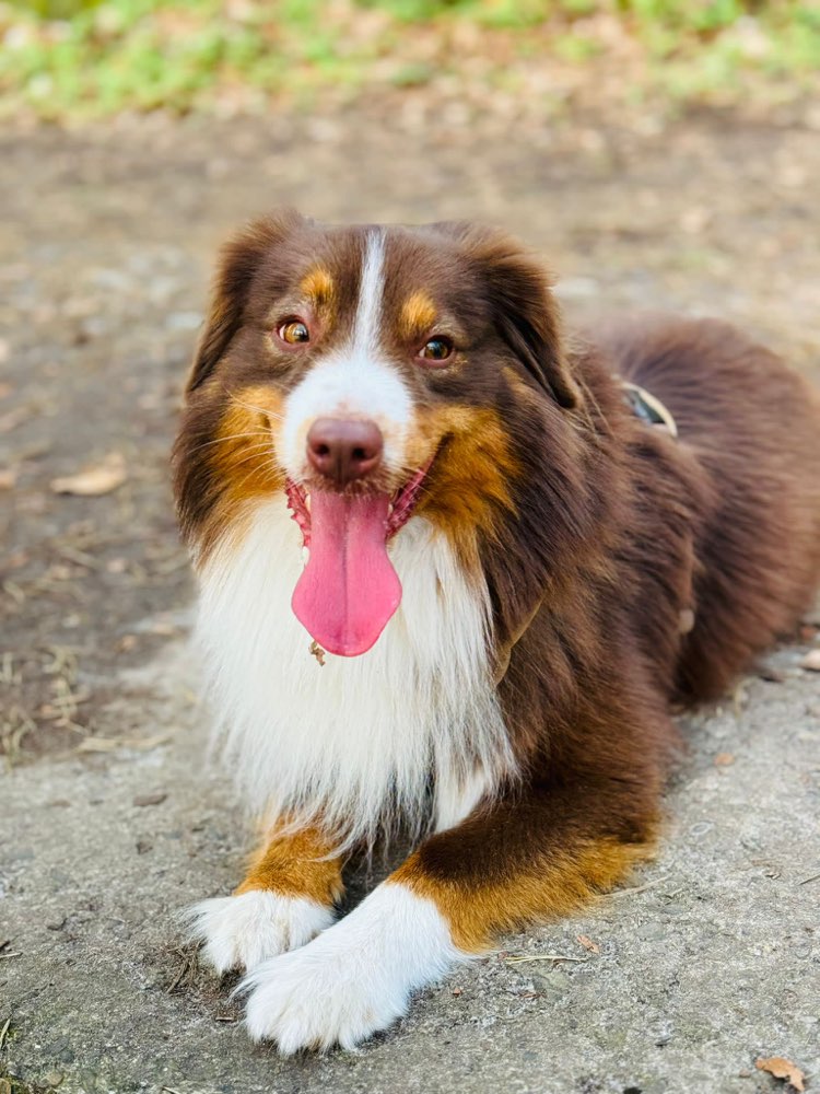 Hundetreffen-Training / Gassi-Profilbild