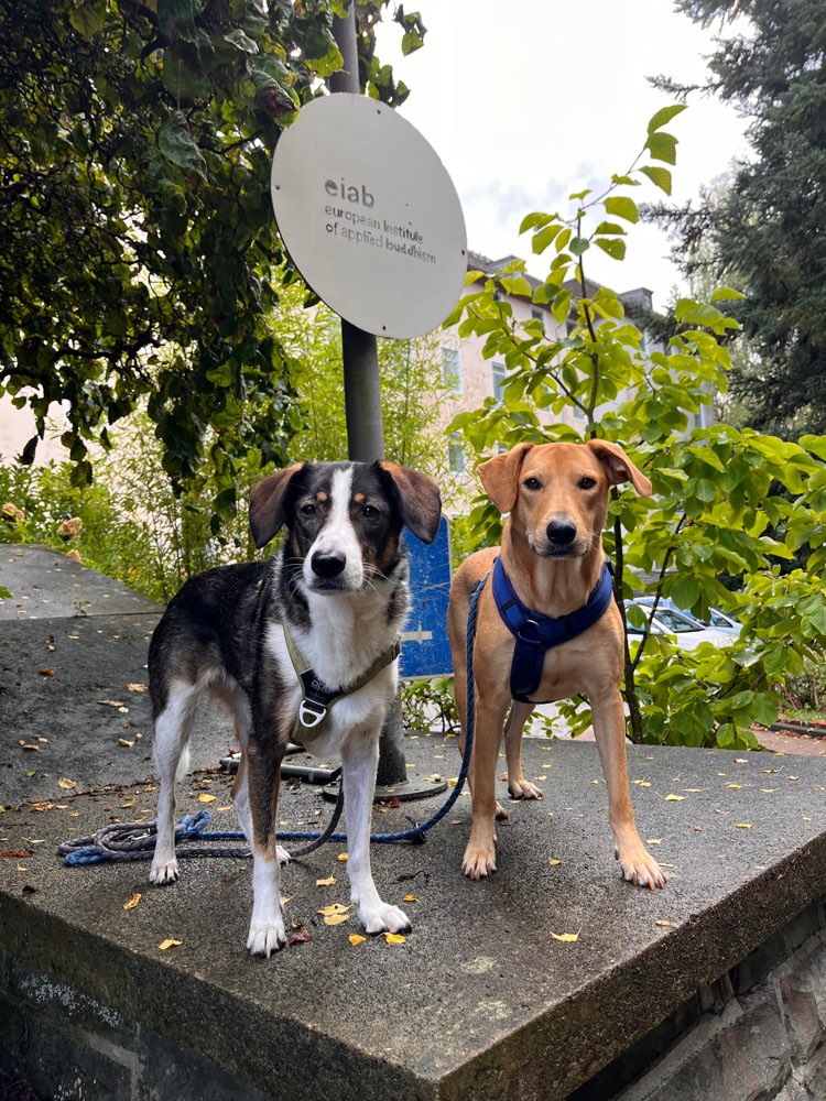 Hundetreffen-Suche sichere Sozialkontakte-Profilbild