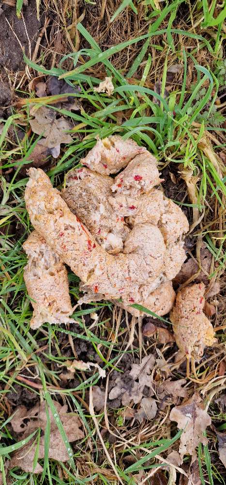 Giftköder-Giftköder-Profilbild