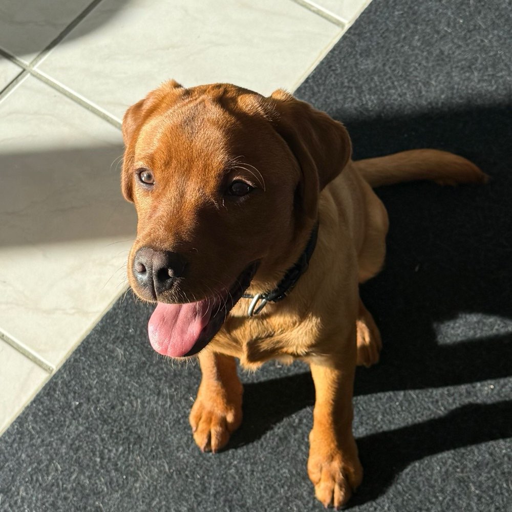 Hundetreffen-Junghund Spaziergang/ spielen zum Sozialisieren!-Profilbild