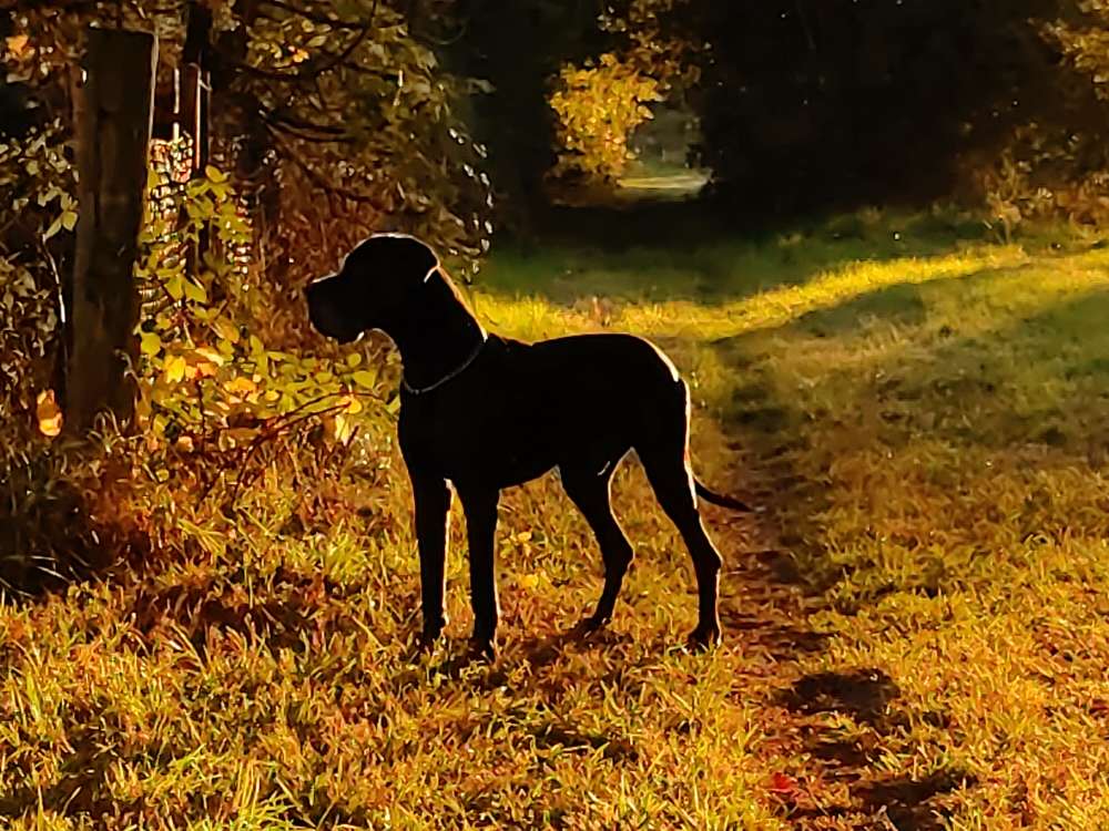 Hundetreffen-Spielkameraden für Paul gesucht in Dreieich Sprendlingen-Profilbild