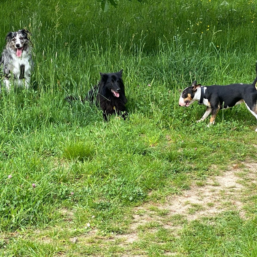 Hundetreffen-Camp King Pups-Profilbild