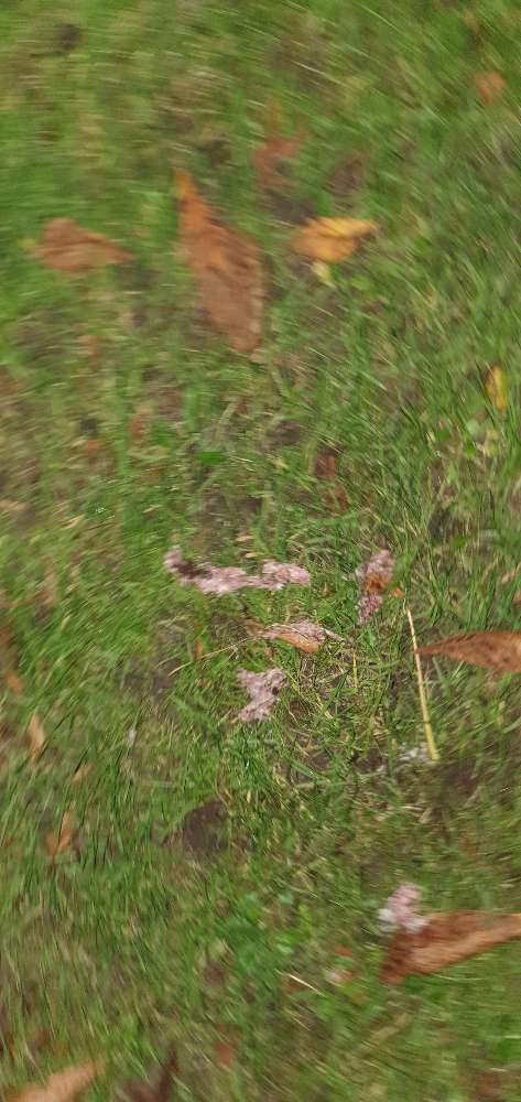 Giftköder-Giftköder-Profilbild