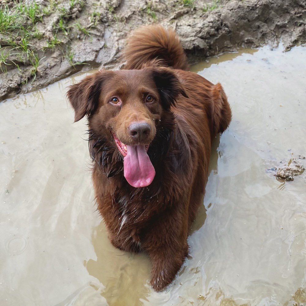 Hundetreffen-Wasserratten Treff-Profilbild