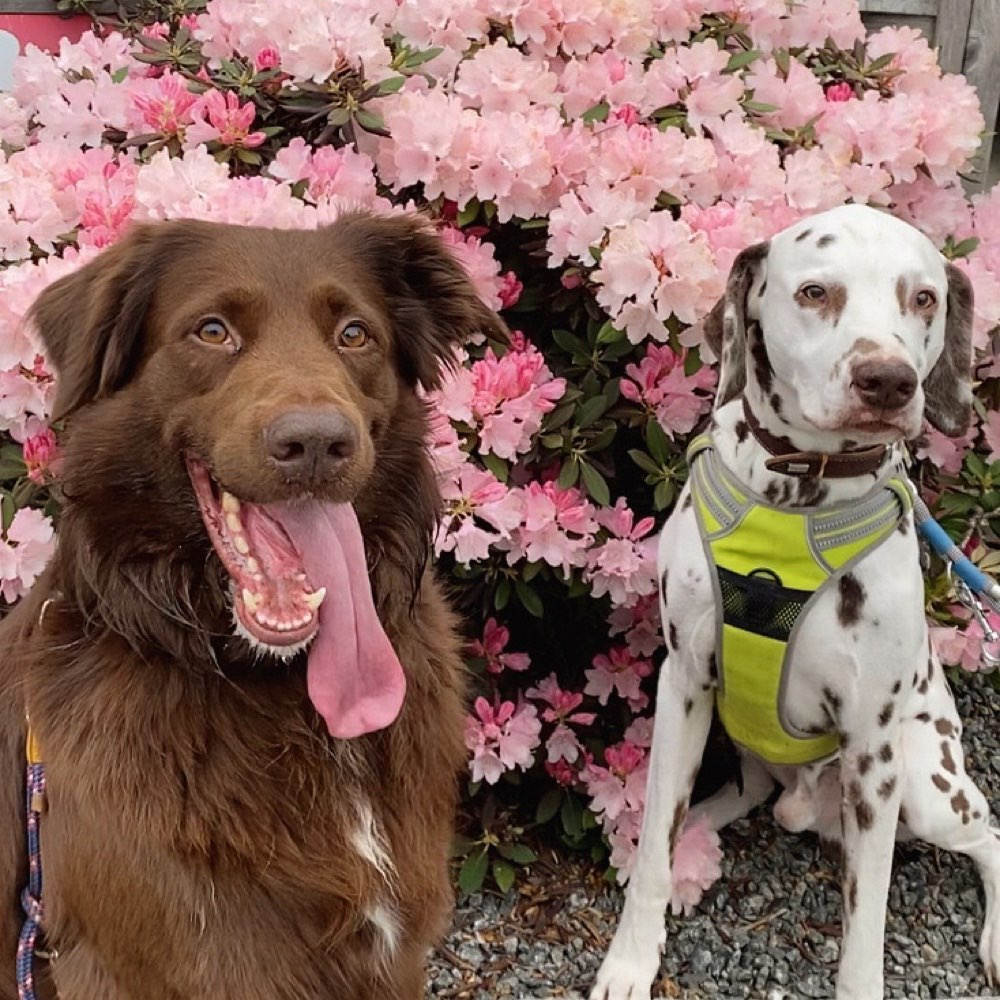 Hundetreffen-Hundekontakte mit Training-Profilbild