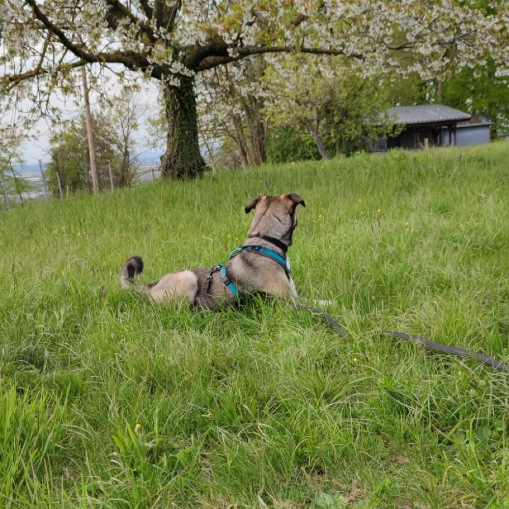 Hundetreffen-Suchen Spielpartner-Profilbild