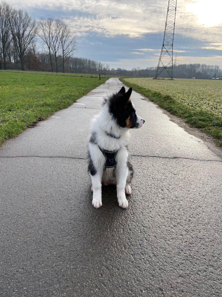 Hundetreffen-Spielen & Spazieren gehen für Jung(-gebliebene) Hunde-Profilbild