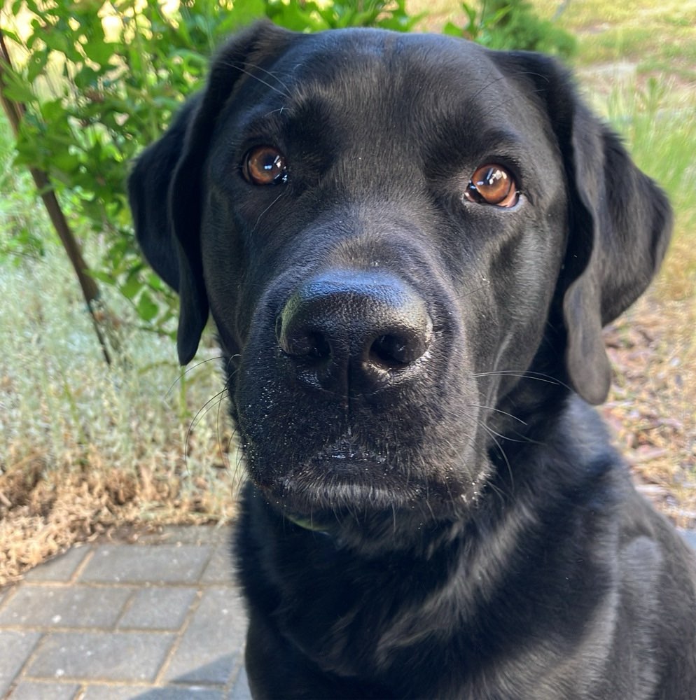 Hundetreffen-Treffen auf die Hundewiese-Profilbild
