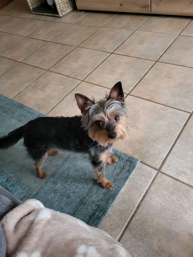 Hundetreffen-Spiel Treffen in Bad Oeynhausen-Profilbild