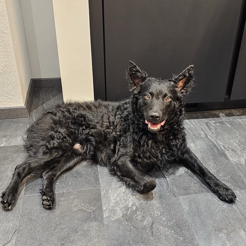 Hundetreffen-Trainingspartner gesucht-Profilbild