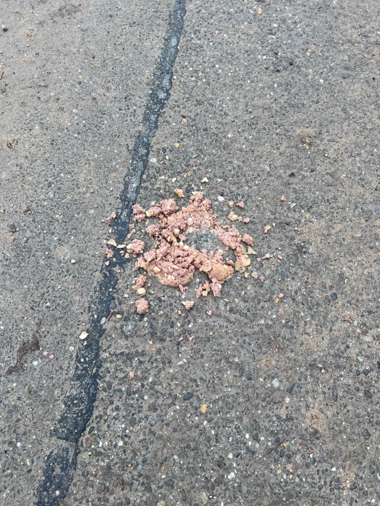 Giftköder-Offenes Hundefutter-Profilbild