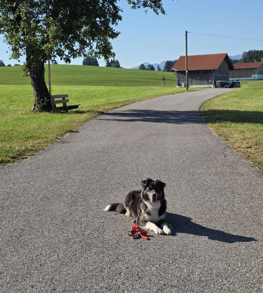 Hundetreffen-Wandergruppe im Allgäu-Profilbild