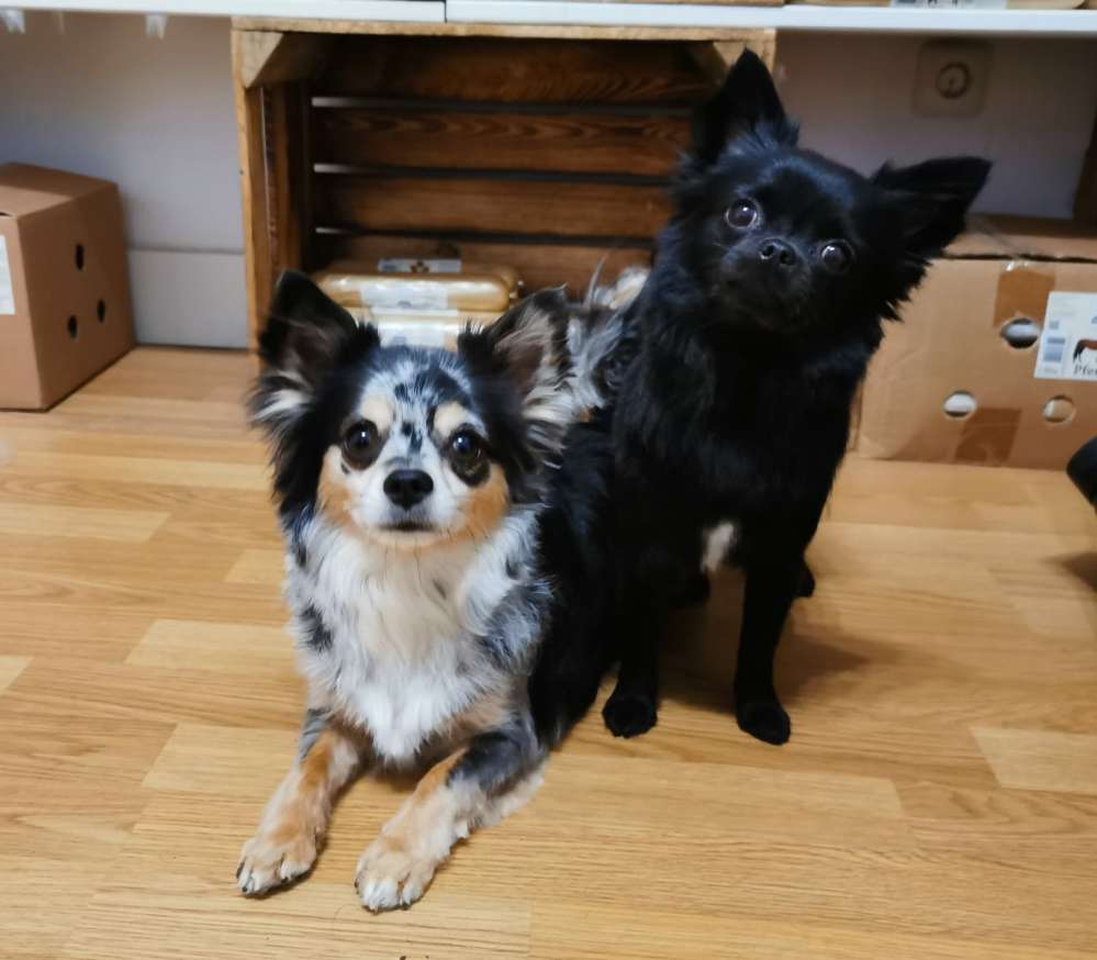 Hundetreffen-Kleine Hunde bis 5 kg am Waldstadion in Waltrop-natürlich coronakonform :-)-Profilbild