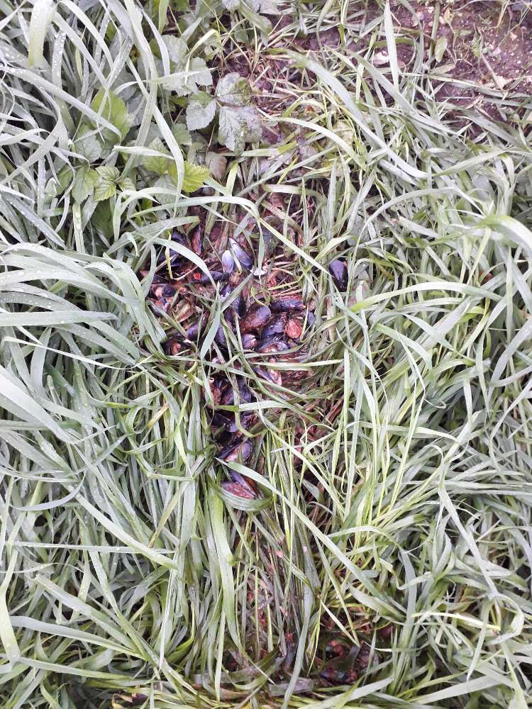 Giftköder-Miesmuscheln-Profilbild