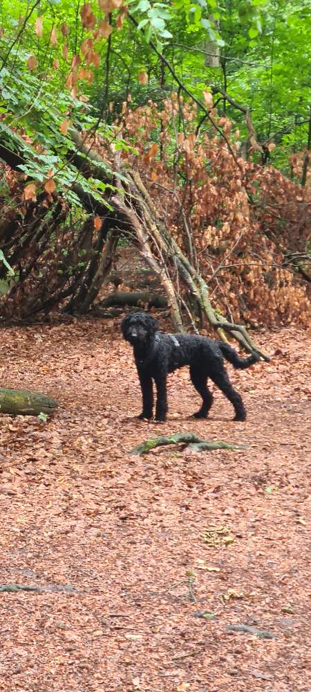 Hundetreffen-Social Walk /Hundebegegnungen-Profilbild