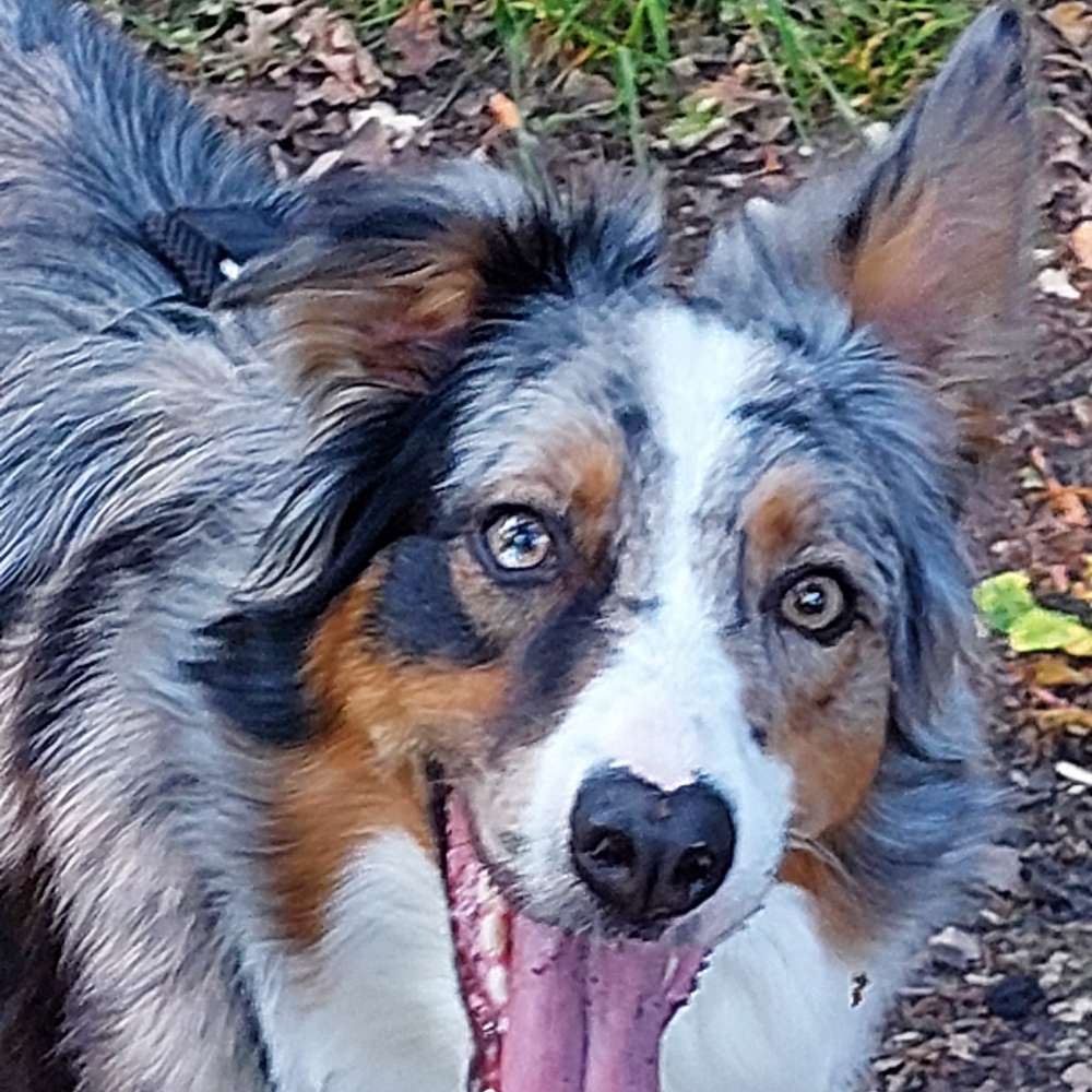 Hundetreffen-Treffen zum spazieren gehen, spielen und toben-Profilbild